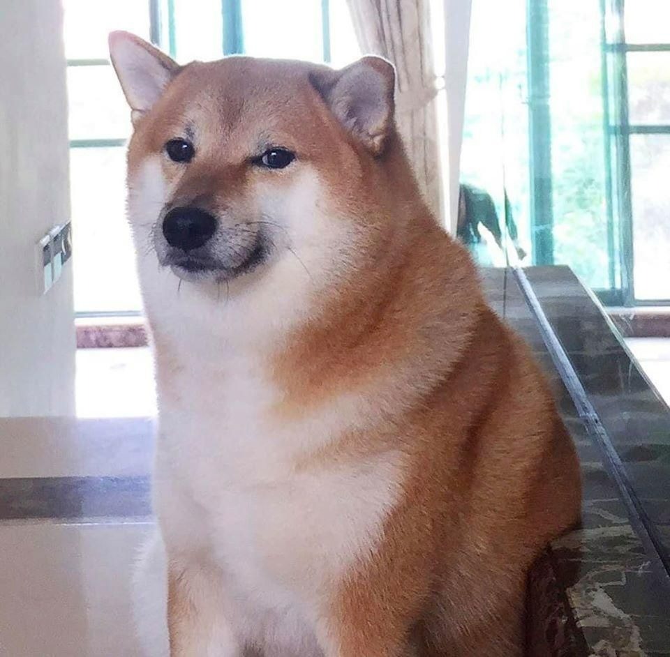 Meme chó shiba inu nổi tiếng CĐM là ai Top ảnh chó shiba bựa hài hước   Coolmate