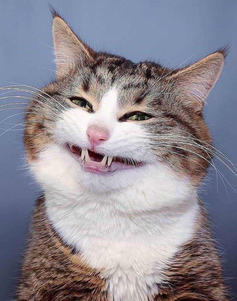Hình Hình ảnh Mèo Bựa Hài, Đáng Yêu, Đăm chiêu Cười Không Nhịn Nổi