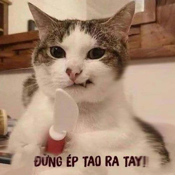 hình Mèo Cầm Dao nhỏ
