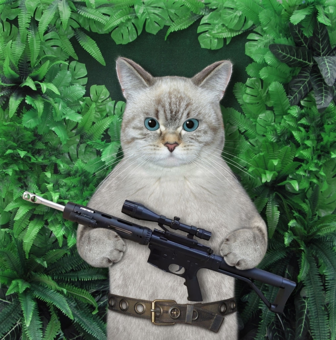 Tải meme con mèo cầm AK rồng xanh nhắm bắn
