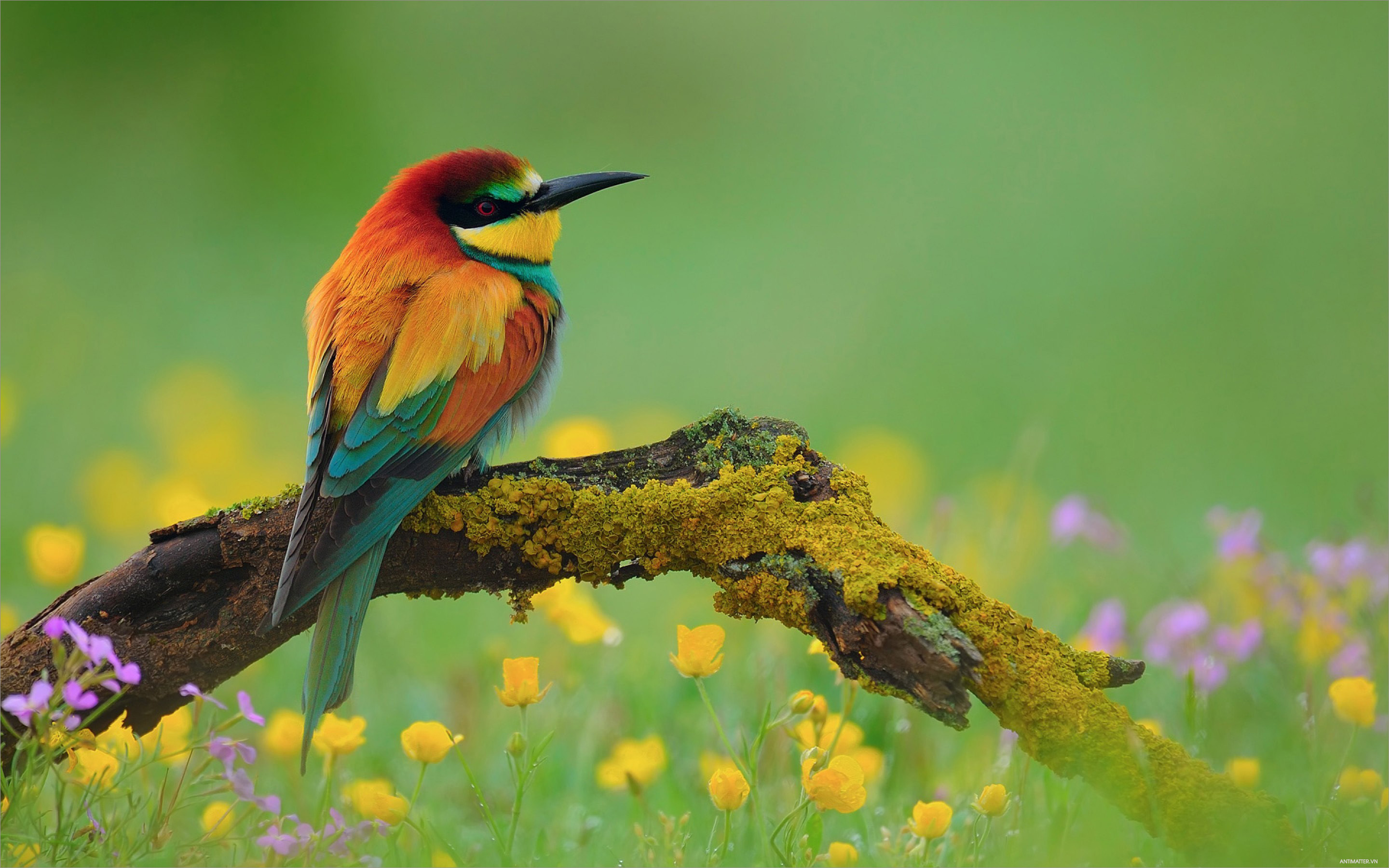 Chi tiết nhiều hơn 103 hình ảnh chim đẹp mới nhất  Tin Học Vui