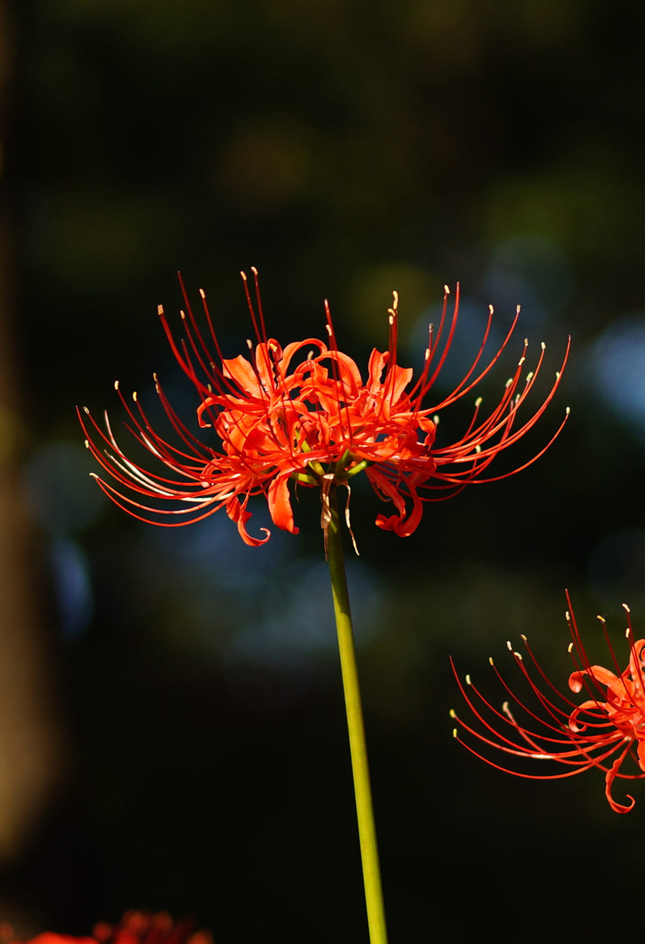 Trọn bộ 205 hình nền hoa Bỉ Ngạn đẹp nhất chất lượng nhất thế giới