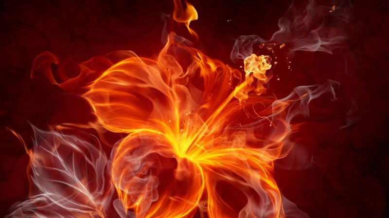 hình nền lửa bông hoa huyền ảo