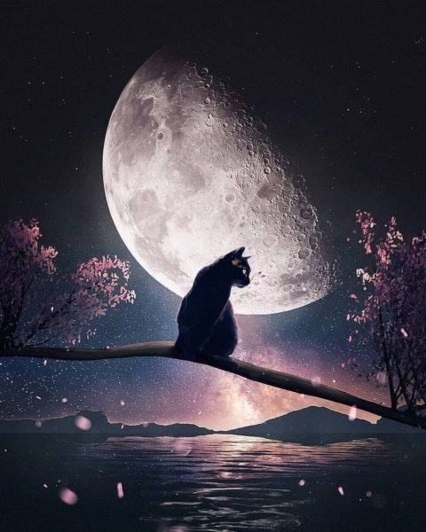 ảnh anime mèo dưới ánh trăng