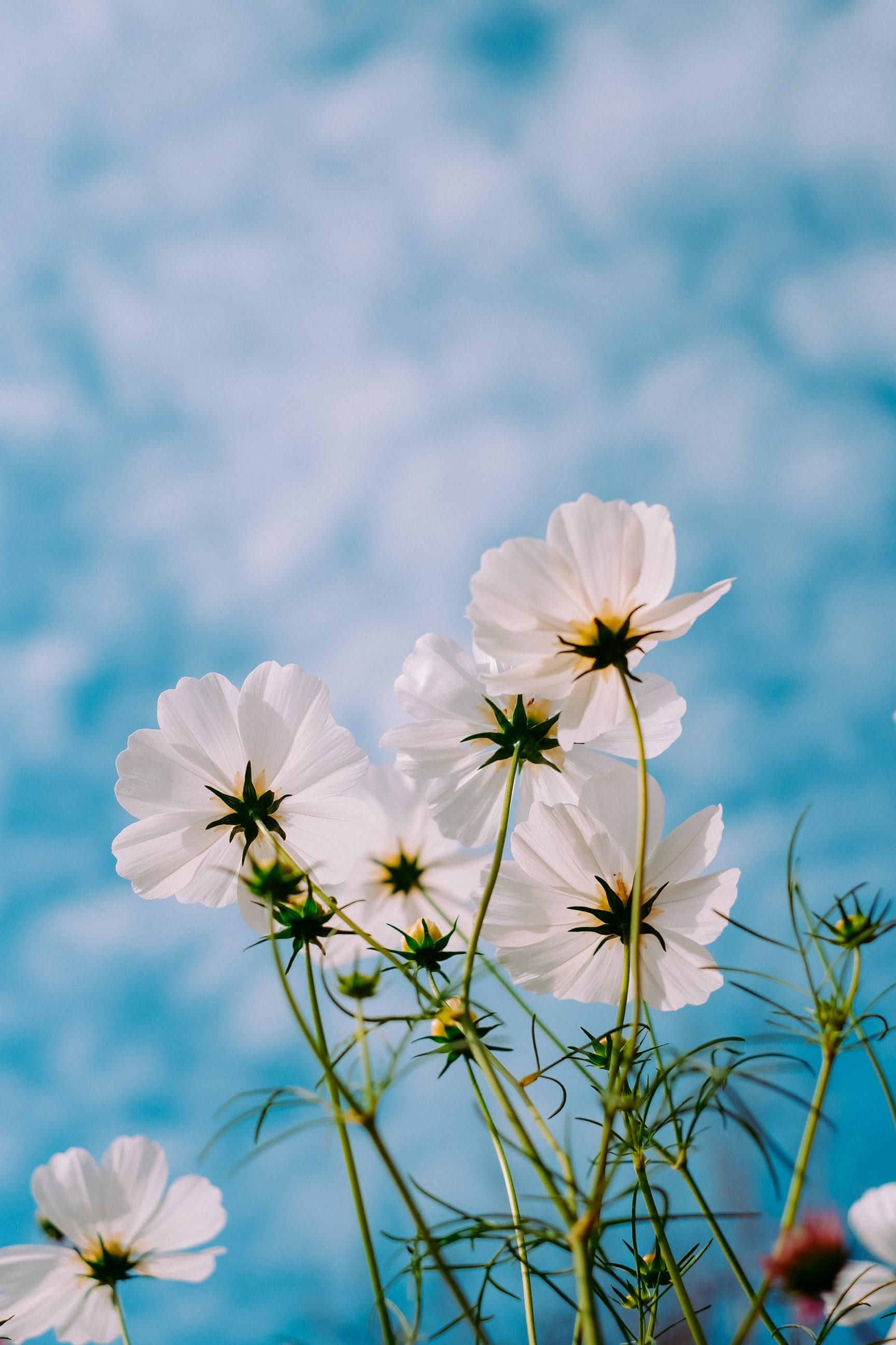 Bầu trời xanh hoe xen lẫn cùng những bông hoa tươi đẹp trong hình ảnh này chắc chắn sẽ khiến bạn cảm thấy bình yên và tự do hơn bao giờ hết.