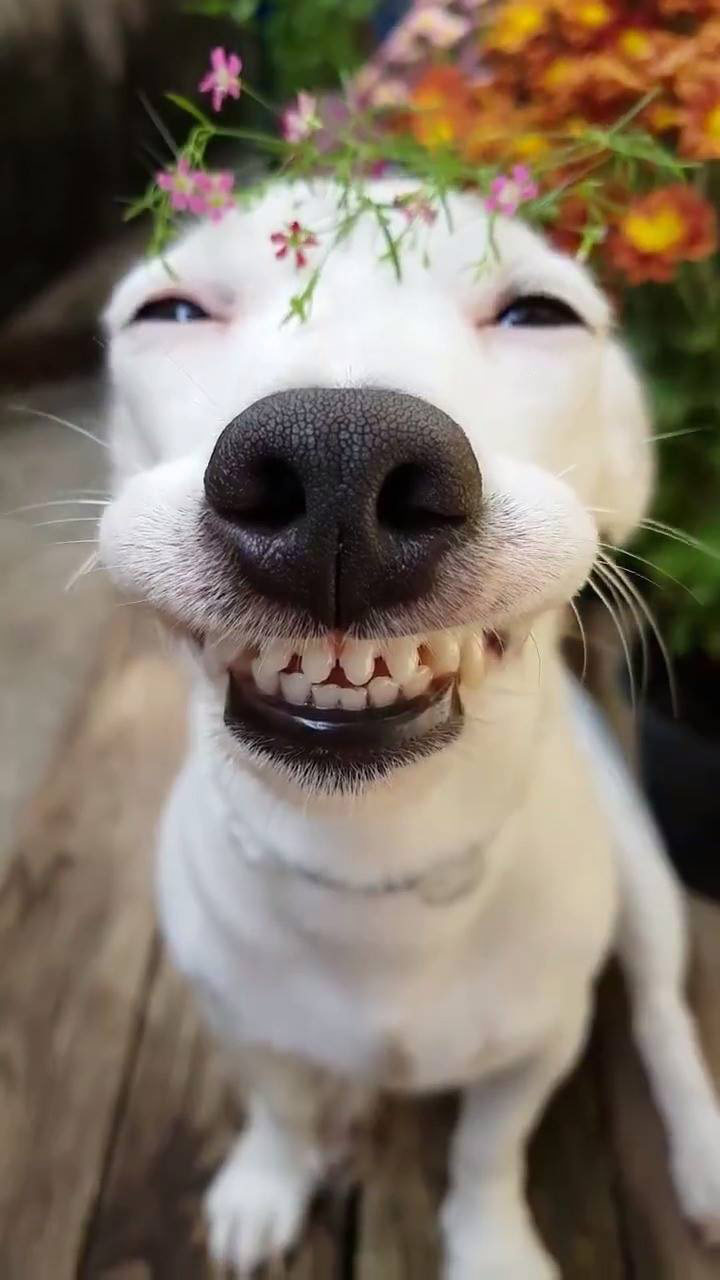 Bạn đã từng thấy chó nhe răng cười chưa? Nếu chưa, hãy xem những chiếc răng trắng sáng và đáng yêu của chúng tôi. Chắc chắn bạn sẽ cảm thấy vui vẻ và thư giãn khi nhìn thấy chúng!