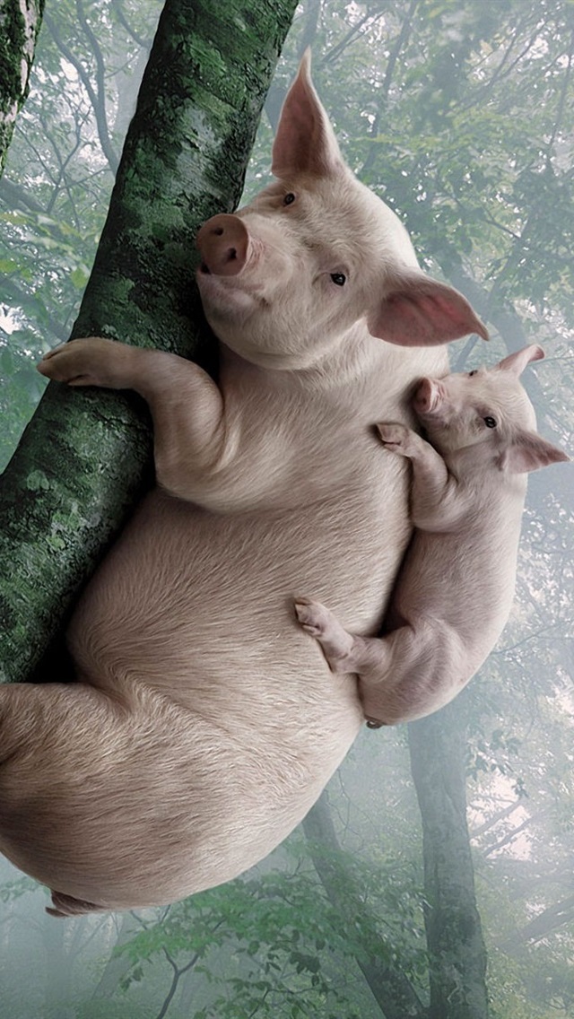 Hãy đến thưởng thức những hình ảnh đáng yêu của những chú lợn nghịch ngợm và dễ thương. Từ những cuộc chạy đua đến những cuộc chơi trong bùn, chắc chắn bạn sẽ không thể rời mắt khỏi chúng!
