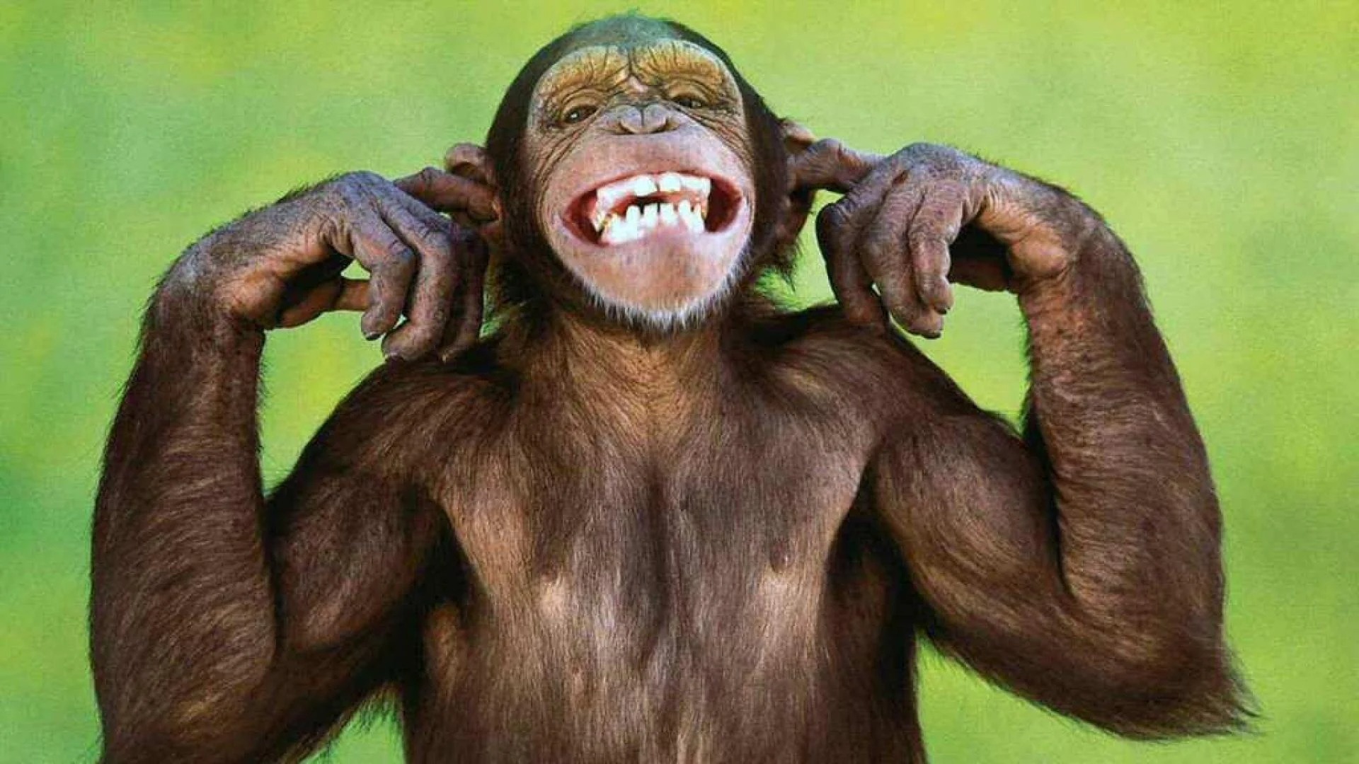 Hình ảnh Con Khỉ Dễ Thương PNG , Khỉ, Clipart Dễ Thương, Một Con Khỉ PNG  miễn phí tải tập tin PSDComment và Vector