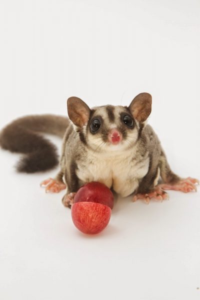 Foto eines fliegenden Eichhörnchens, das einen roten Apfel isst