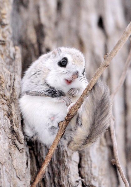 Foto eines fliegenden Eichhörnchens, das auf einem Ast sitzt
