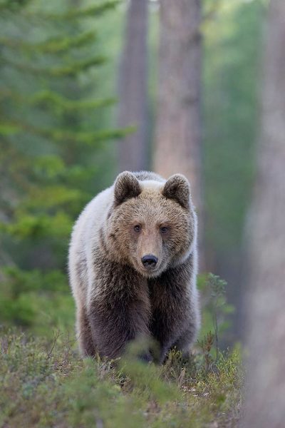 hình ảnh động vật dễ thương gấu xám đi dạo trong rừng