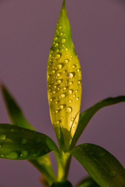 Ein Bild von vielen Wassertropfen auf einem gelben Blatt