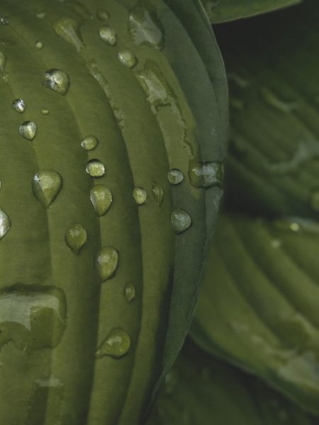 Bild eines Wassertropfens auf einem Kaktus