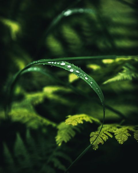 Bild von Wassertropfen auf Blättern im Wald