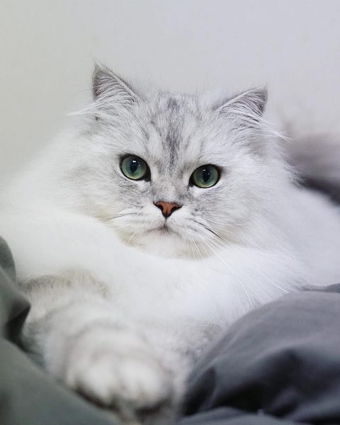 Foto einer weißen langhaarigen britischen Katze mit blauen Augen