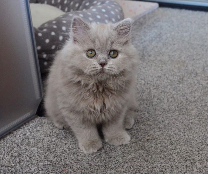 Foto einer grauen langhaarigen britischen Katze, als er ein Baby war