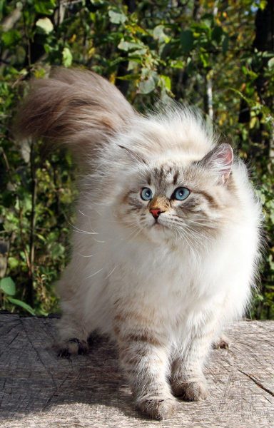 Hình ảnh mèo Anh lông dài sọc xám