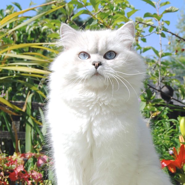 Foto einer langhaarigen britischen Katze so weiß wie ein Wattebausch