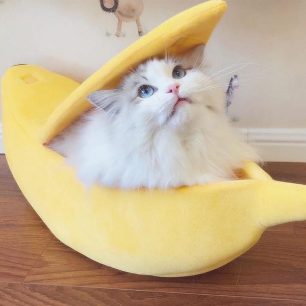 Foto einer langhaarigen britischen Katze in einem Bananenmodell