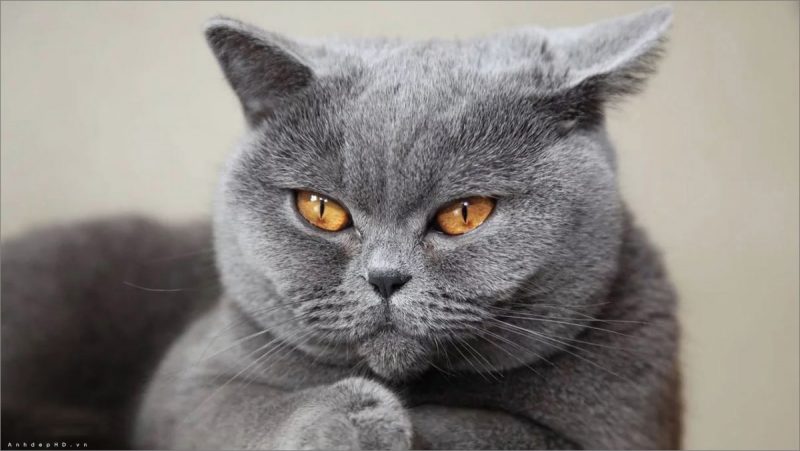 [Hướng dẫn] 199+ Hình Ảnh Mèo Anh Lông Ngắn Đẹp Đáng Yêu Vô Cùng
