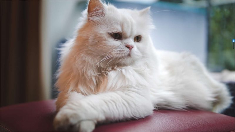 [Hướng dẫn] Hình Ảnh Mèo Ba Tư Với Khuôn Mặt Tịt, Mũi Tẹt Cực Ấn Tượng