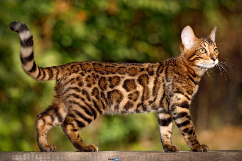 [Hướng dẫn] Hình Ảnh Mèo Bengal Nổi Bật Với Bộ Lông Báo Hoang Cực Đẹp