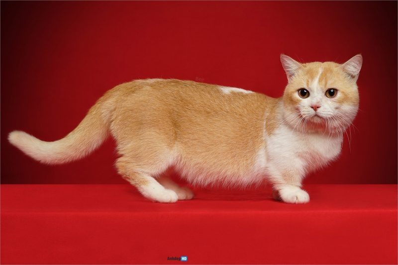 [Hướng dẫn] Hình Ảnh Mèo Munchkin Chân Ngắn, Xinh Xắn, Đẹp Cute Vô Đối