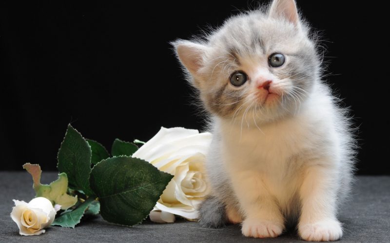 Ảnh bé mèo Munchkin yêu bên hoa hồng trắng