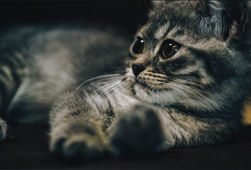 Ảnh mèo munchkin chụp nghệ thuật