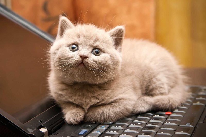 Ảnh mèo Munchkin đang nhìn nằm trên bàn phím máy tính