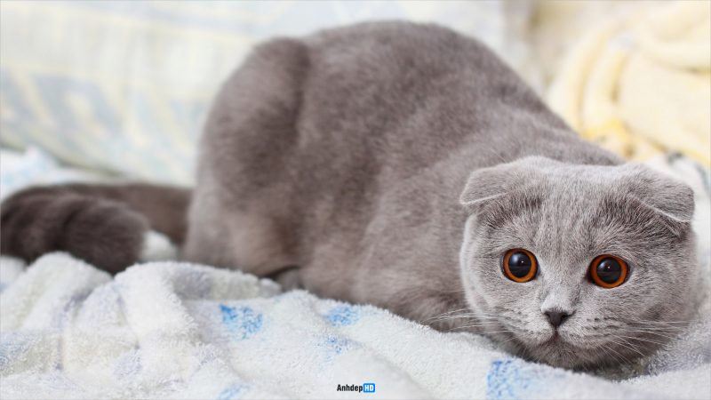 [Hướng dẫn] 500+ Hình Ảnh Mèo Tai Cụp Cute, Đáng Yêu, Đẹp Đến Rụng Tim