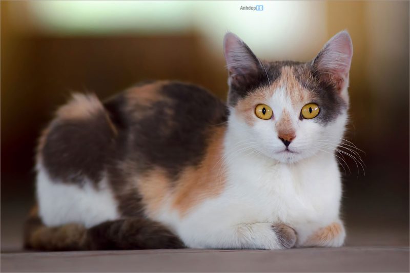 [Hướng dẫn] Hình Ảnh Mèo Tam Thể Đẹp Đáng Yêu, Cực Phẩm Thú Cưng