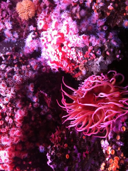 Ảnh san hô đỏ đẹp