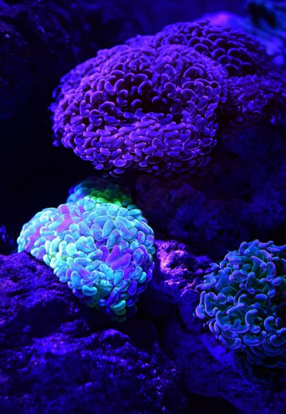 Foto einer schicken leuchtenden Koralle