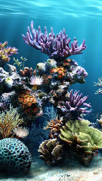 Ảnh san hô với nhiều loại đẹp