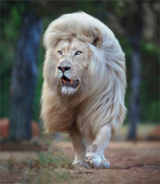 Ảnh sư tử