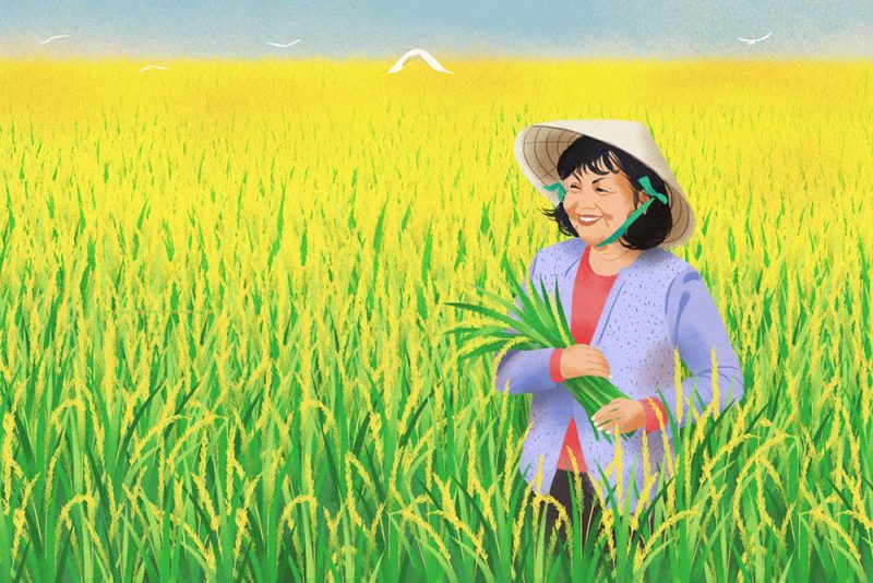 ảnh nông dân thu hoạch lúa