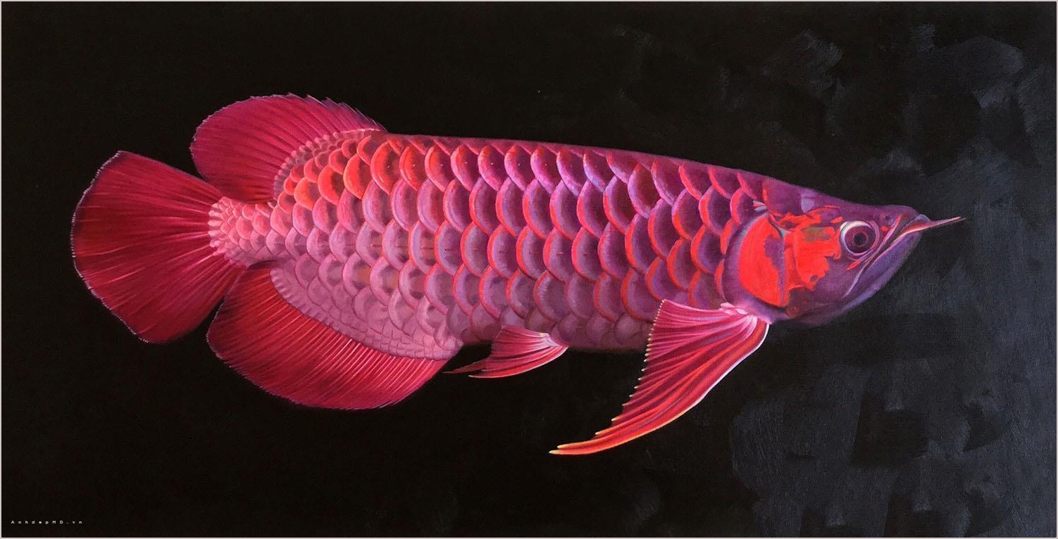 Hình ảnh con cá trê khủng câu được ở kênh Nhiêu Lộc