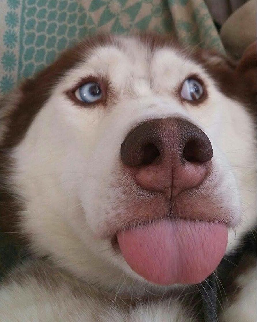 Chó hài bựa: Xem video về chú chó hài hước này, chắc chắn sẽ làm bạn cười nghiêng ngả. Từ biểu cảm của nó đến các động tác hài hước, chú chó này là một người bạn đồng hành tuyệt vời nhất trong những ngày u ám.