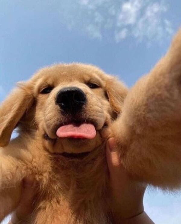 Chú chó hài bựa sẽ mang đến cho bạn những phút giây thư giãn với hàng tá hình ảnh chó đáng yêu và hài hước. Những khoảnh khắc vui nhộn của các chú cún được thể hiện qua những hình ảnh đáng yêu và không thể bỏ qua.
