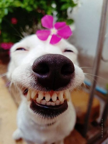 Hình ảnh chó nhe răng
