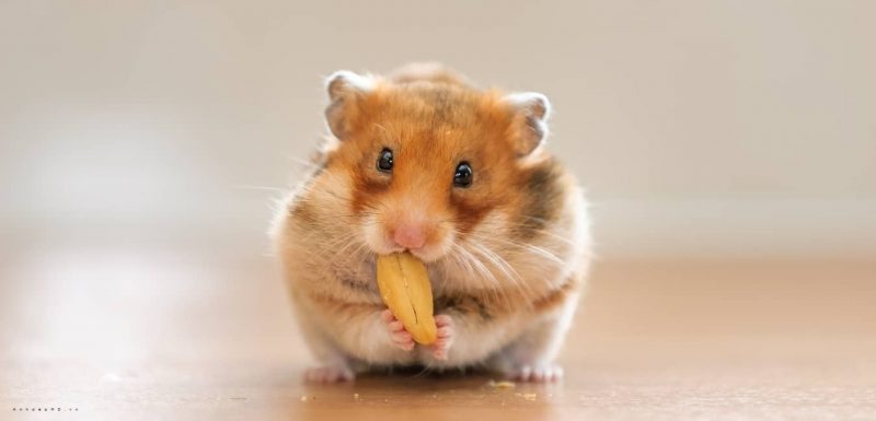 Hình ảnh chuột Hamster