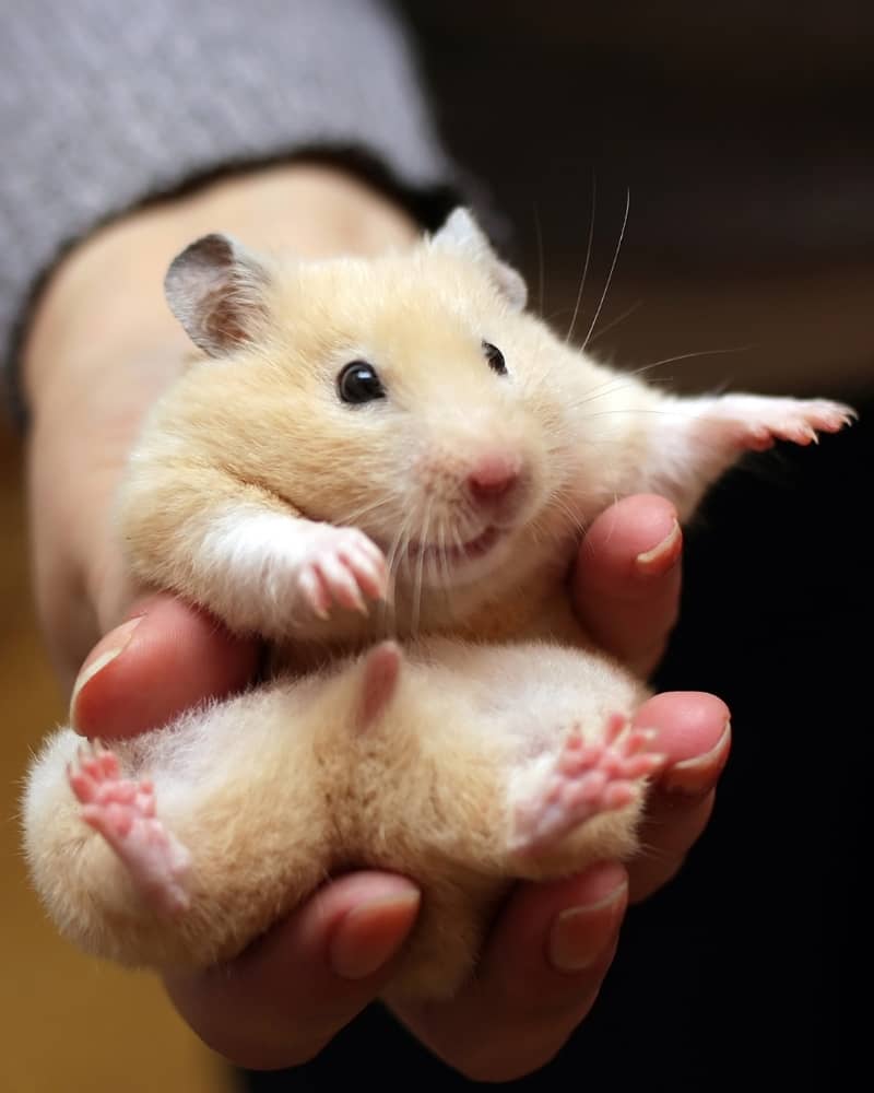 Chuột Hamster Bear Nguồn gốc và cách nuôi dưỡng