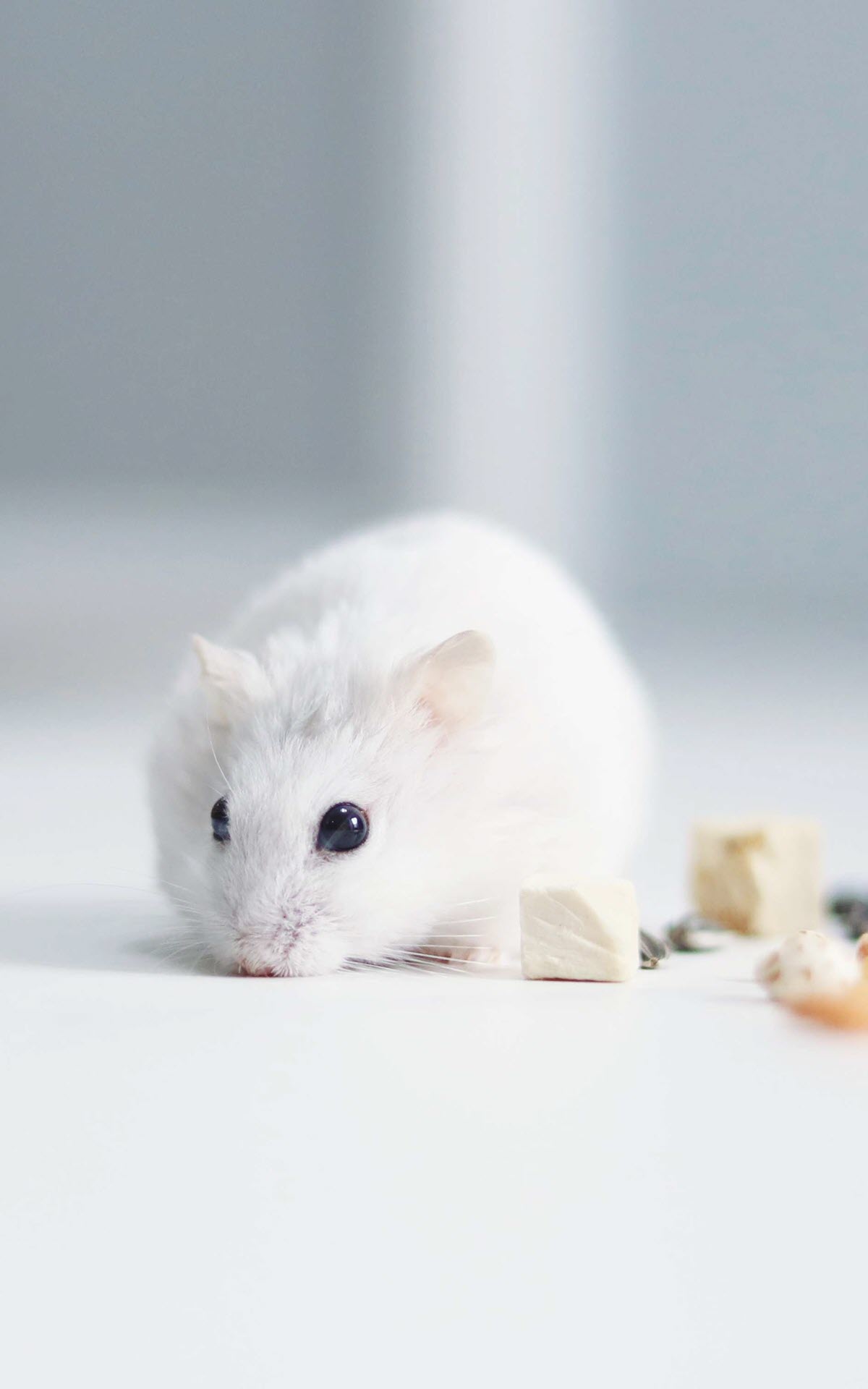 Mua Mô hình chuột Hamster bằng nhựa xinh xắn đáng yêu để bàn trang trí tiểu  cảnh  Mẫu số 07 tại A Phi Chi Bi