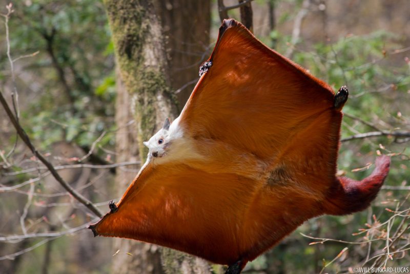 Das Bild eines fliegenden Eichhörnchens, das seine Flügel ausbreitet