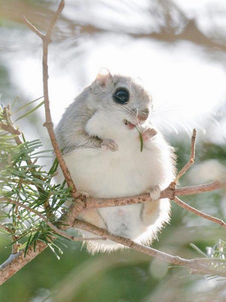 Das Bild eines fliegenden Eichhörnchens, das gemächlich sitzt