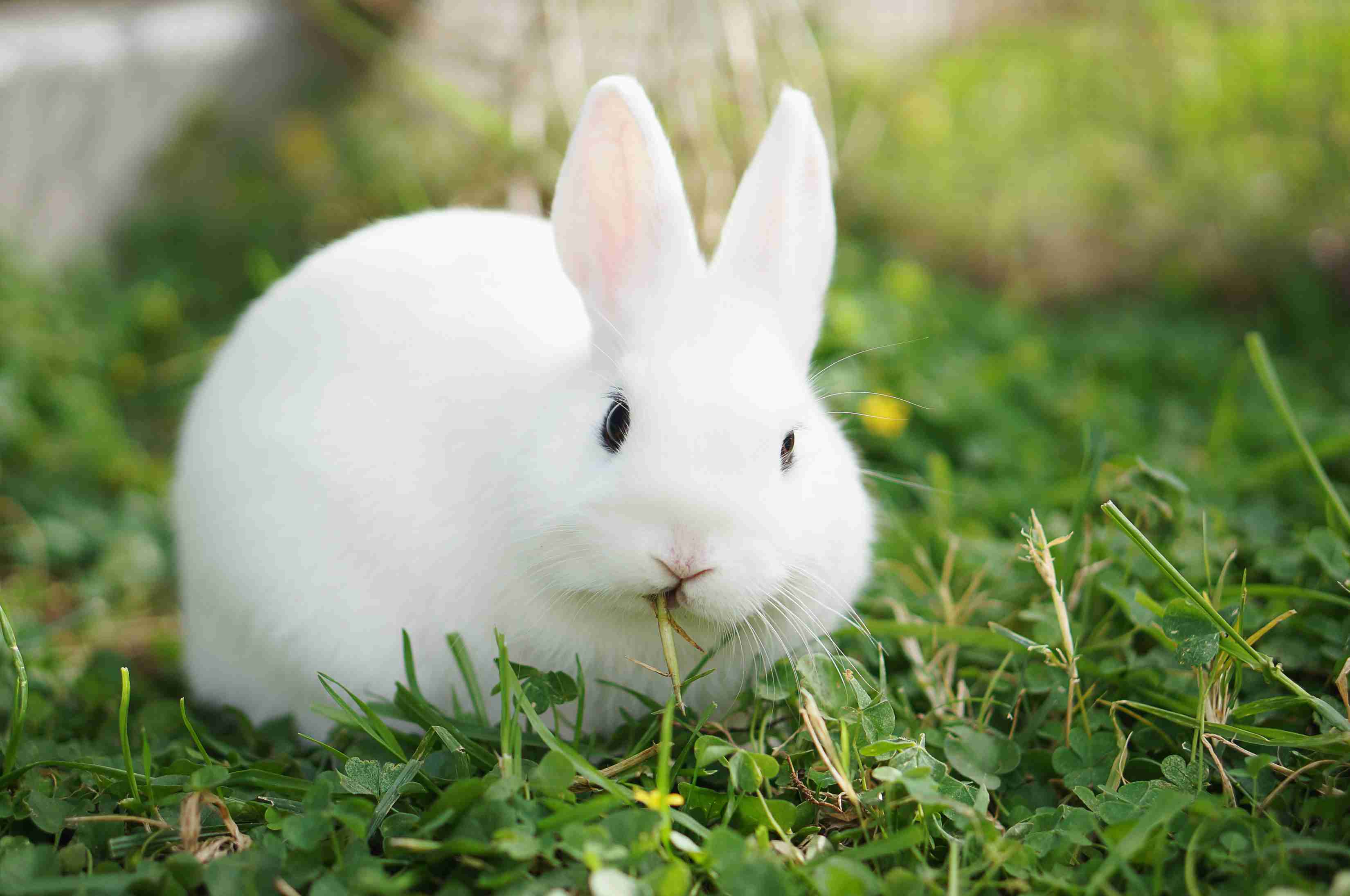 Bộ sưu tập hình ảnh con thỏ hoạt hình siêu sống động với hơn 999 tác phẩm  chất lượng cao độ phân giải 4K