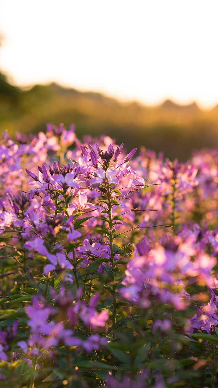 Hình ảnh Chill Hoa với những bông hoa tươi tắn và màu sắc tươi mới làm cho bạn cảm thấy thư thái và bình yên. Nó hoàn hảo cho những ai muốn tìm kiếm một phút giây thoải mái và yên tĩnh giữa cuộc sống bận rộn.