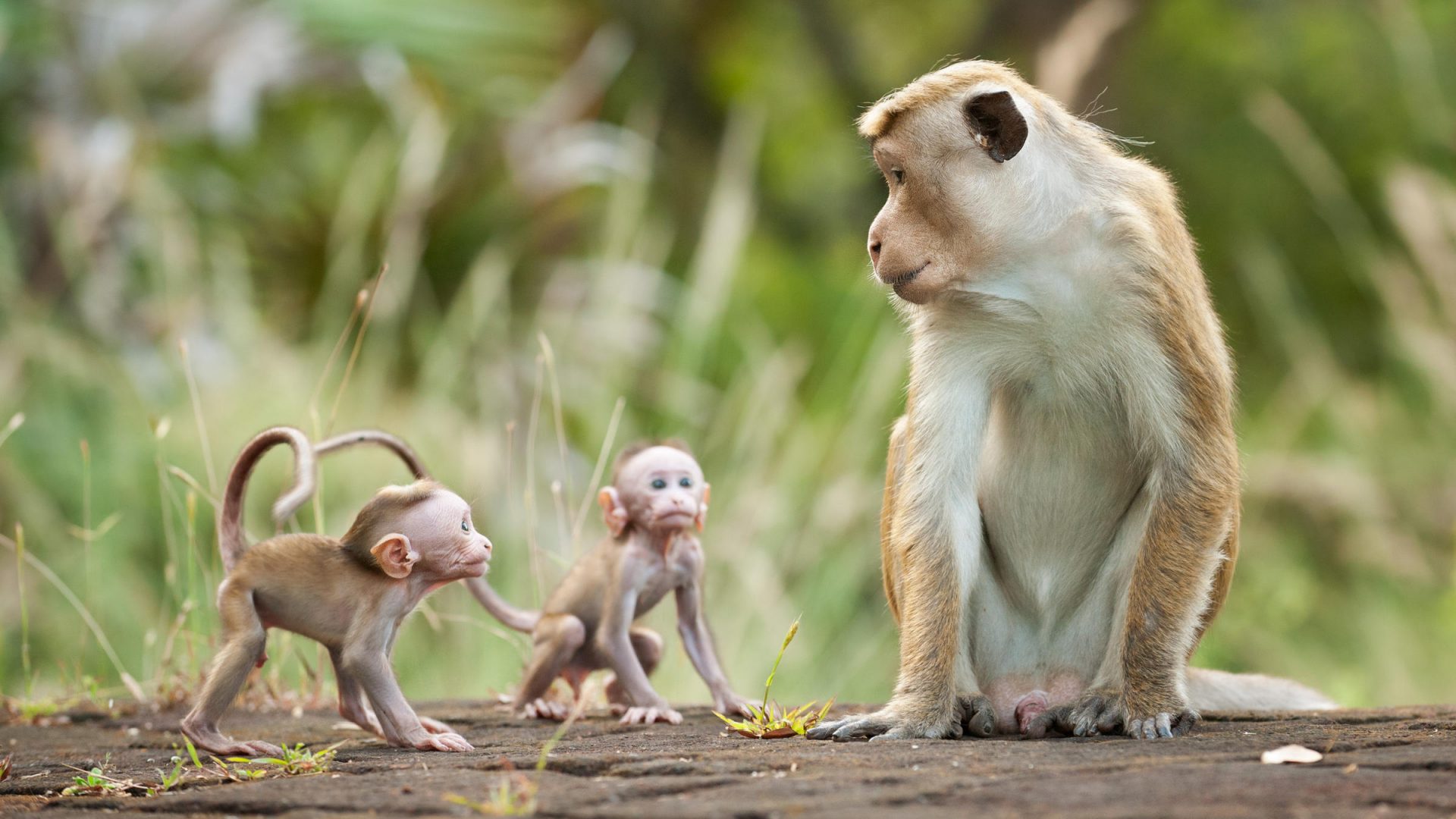 50 Hình ảnh Con Khỉ đáng Yêu Và đẹp Nhất