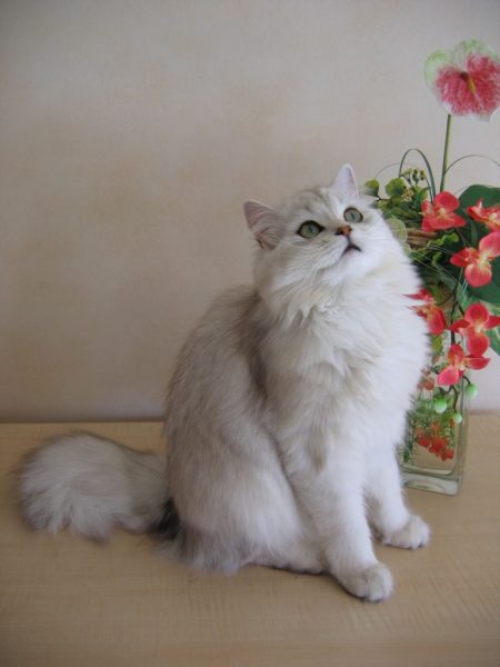 Hình ảnh mèo anh lông dài bên cạnh bình hoa